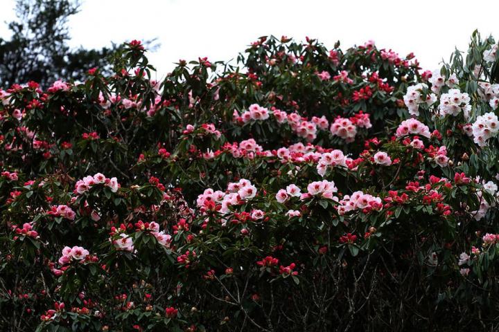 玉山國家公園管理處表示，塔塔加地區玉山杜鵑即將進入盛開期，綻放粉紅、粉白花朵，近期花況精彩可期，歡迎遊客走訪賞花。圖為鹿林前山登山口附近杜鵑花盛開。（玉山國家公園管理處提供）