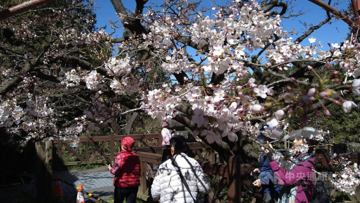 嘉義林區管理處副處長李定忠受訪表示，12日至下午4時止，阿里山國家森林遊樂區入園人數超過7000人，園區內染井吉野櫻已陸續開花，每株花況不同，大概開了3至6成。