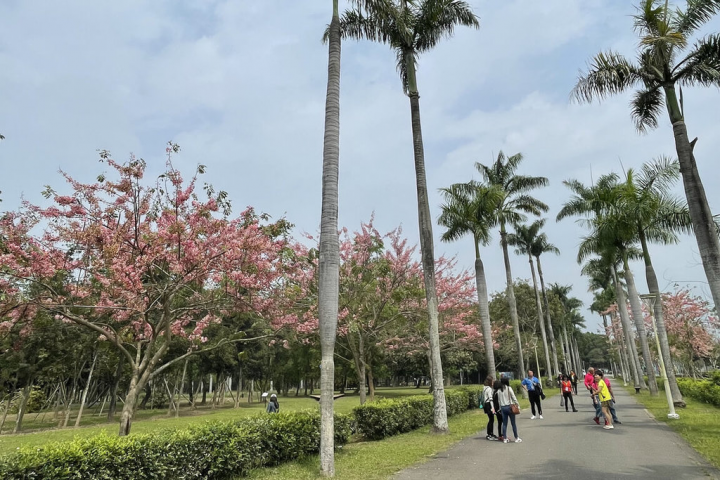 台南山上花園水道博物館區椰林大道外圍栽種的花旗木，每年3月至4月盛開、約45天，每逢花期總是吸引大批遊客取景拍攝。（台南市文化局提供）