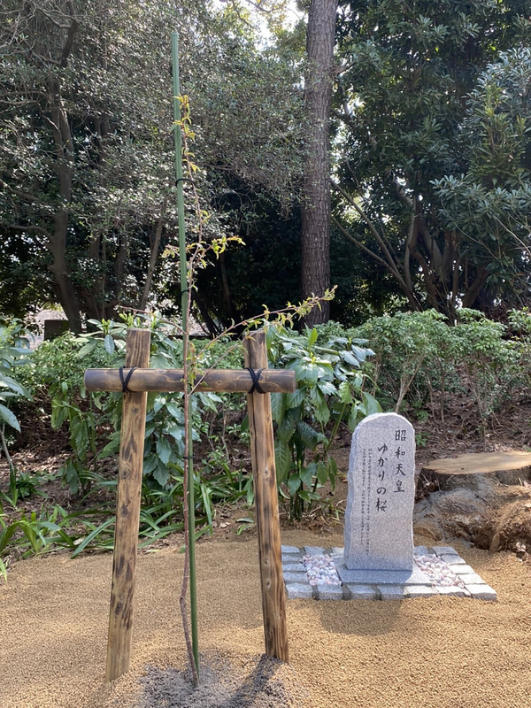 台日民間人士組成的「日本櫻返鄉會」推動將日皇德仁的祖父裕仁（昭和天皇）1923年在台灣植櫻的樹苗送回日本的活動，17日植櫻樹苗於靖國神社。（全日本台灣連合會會長趙中正提供）