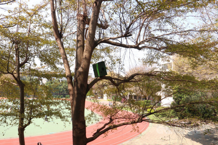 苗栗高商109年5月在校內樹上裝設3處人工巢箱，隔年3月就迎來首批領角鴞夫婦，經過一段時間離巢後，今年初又發現有第2批嬌客入住，這對新到訪的領角鴞夫婦還在巢箱內成功孕育下一代，成為生態教育活教材。