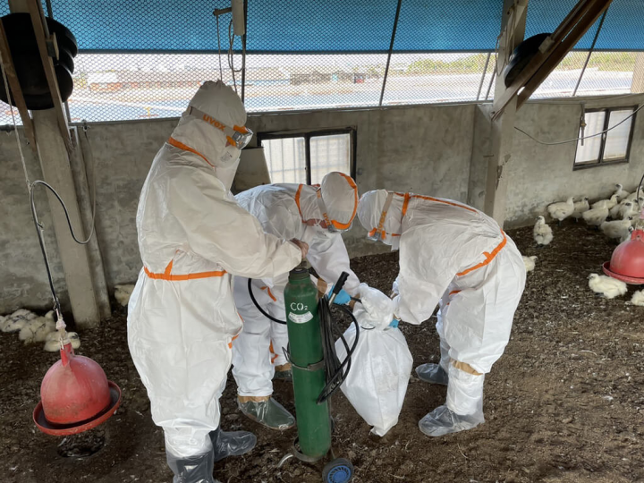 台南市麻豆區某處烏骨雞場確認感染H5N2亞型高病原性禽流感，全場逾萬隻烏骨雞5日遭全數撲殺銷燬，盼阻絕疫病傳播。（台南市動保處提供）