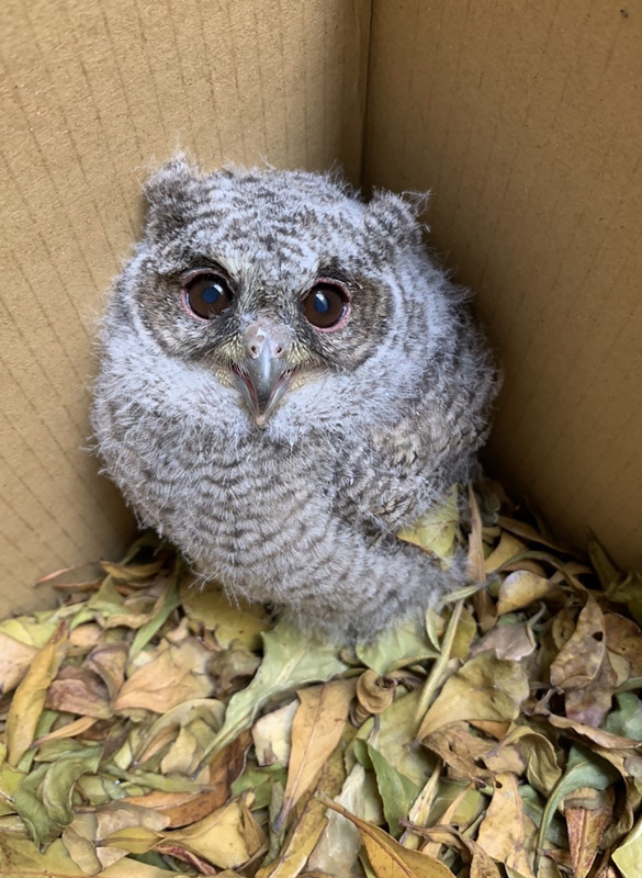 國立苗栗高商校園裝設3個人工巢箱，連續第2年迎來領角鴞夫婦入住，還孕育出1隻領角鴞寶寶，吸引師生驚喜觀察呆萌模樣。