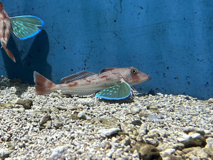 有「水中蝴蝶」之稱的棘黑角魚雖然美麗但卻十分低調，身為底棲性魚類的牠們，主要棲息於砂泥底水域，分布於西北太平洋區，從日本北海道南部向南至南中國海；台灣則分布於澎湖海域。近日這位嬌客也出現在屏東海生館，讓民眾得以一窺深海魚種生態。（屏東海生館提供）