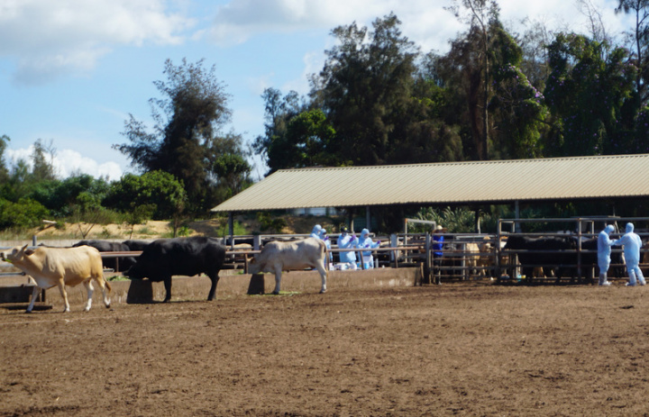 金門縣政府10日表示，農委會公告金門牛肉可重新銷台，已要求畜養戶及牧場持續做好防疫及環境清潔措施，共同防治牛隻相關傳播疾病。圖為2020年7月23日金門一處牧場畫面。