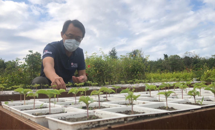 台東縣池上鄉農田旁的一棵茄苳樹，因藝人金城武拍片暴紅，成為台東縣的觀光指標性景點；台東縣政府培育600株金城武樹的幼苗，將於植樹節當天送給民眾帶回栽種。