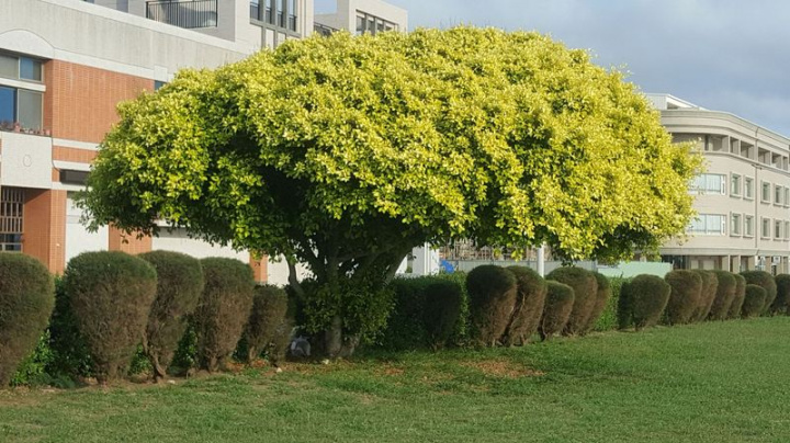 澎湖一年長達130天的強風，影響農作生產，澎湖縣政府將推廣以種植檉柳來充作防風林的農林混植模式，提供農作物安全屏障。