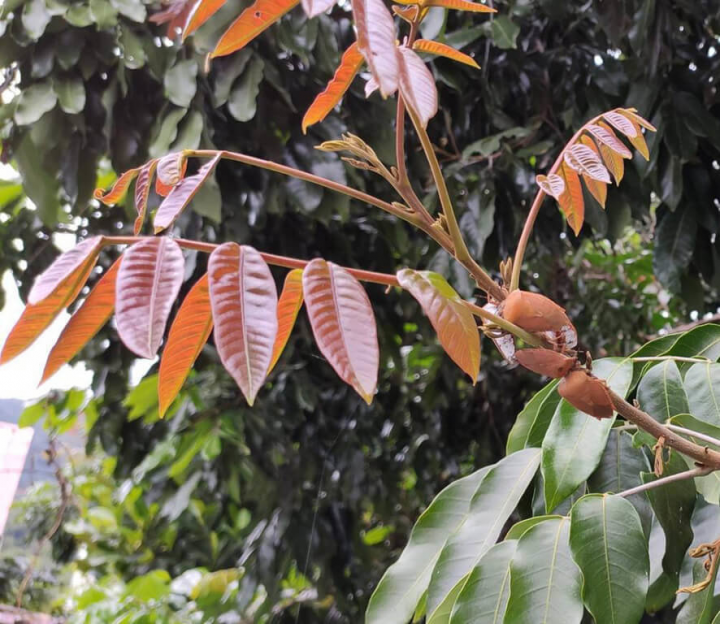 荔枝椿象日前侵入台東，主要聚集在台灣欒樹和龍眼樹，台東區農業改良場將採用生物防治法，釋放荔枝椿象天敵平腹小蜂，減少轄區荔枝椿象危害。（台東區農業改良場提供）