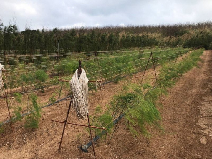 澎湖一年長達130天的強風，影響農作生產，早期堆砌咾咕石等防風牆，近年使用溫網室設施，澎湖縣政府將推廣以種植檉柳來充作防風林的農林混植模式，提供農作物安全屏障。