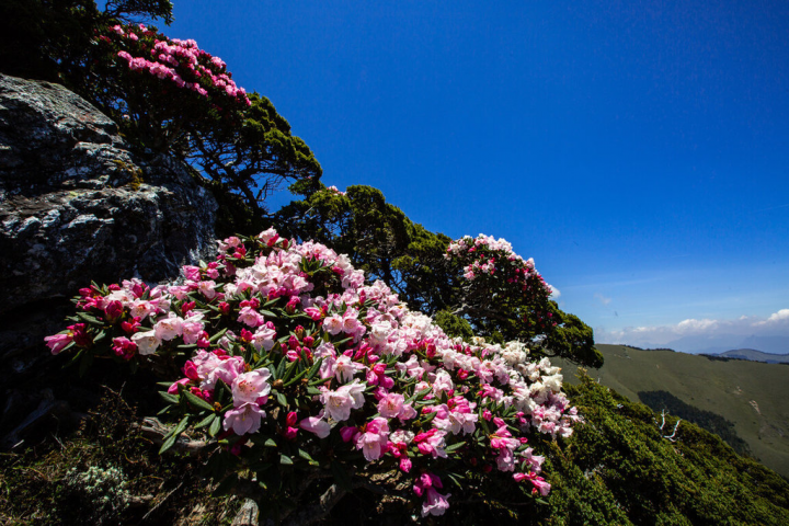 合歡山區杜鵑花約在4月中旬到6月中旬將陸續綻放，近年花季期間假日總會吸引爆量遊客到訪。圖為往年杜鵑花盛開美景。（南投縣政府提供）