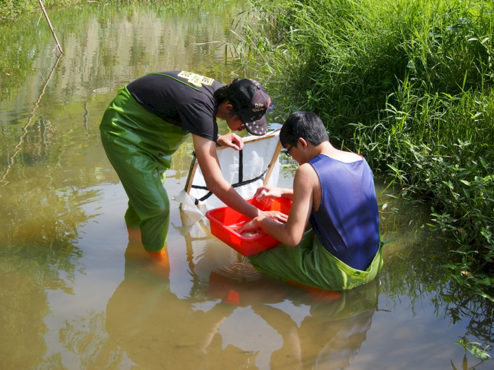 研究團隊在野外調查以蘇伯氏水網採集水生昆蟲。(中興大學提供)