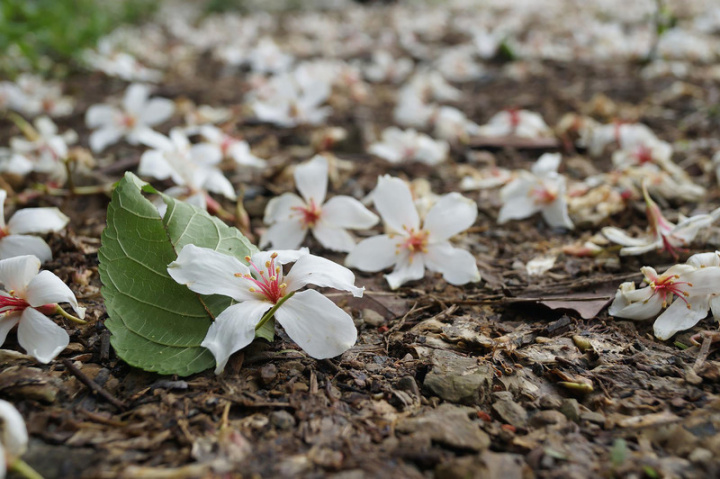 每逢油桐花綻放季節，飄落的朵朵桐花猶如降雪般，將地面鋪上一層白毯，素有「五月雪」之稱；位於新北市新店區安坑安泰路半山腰上的新店動物之家，美麗秘境適合賞桐花，也能眺望遠山療癒心靈。