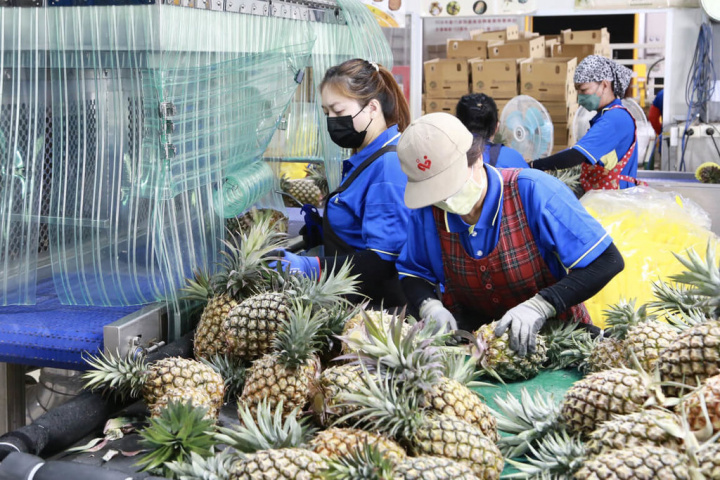 台南鳳梨進入盛產期，首批外銷日本16.8公噸鳳梨1日在楠西區集貨包裝廠封櫃。（台南市政府提供）