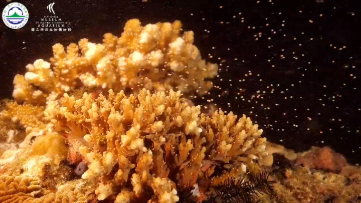 每年農曆3月23日「媽祖生」前後是墾丁珊瑚產卵高峰期，墾丁國家公園管理處今年與國立海洋生物博物館合作珊瑚產卵影像直播，讓更多愛海人能在第一時刻線上參與珊瑚產卵盛事。（取自國立海洋生物博物館臉書）