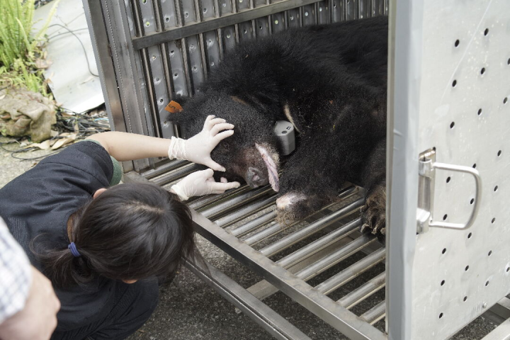 麻醉鎮定下，黑熊進入野放運輸籠，獸醫師不時檢查確認黑熊的生命徵象。（林務局東勢林區管理處提供）