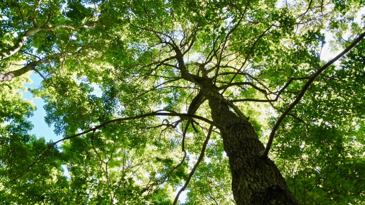 野放地林相多樣，現場還可看到水鹿、山羌、鵂鶹和山豬等野生動物（林務局東勢林區管理處提供）