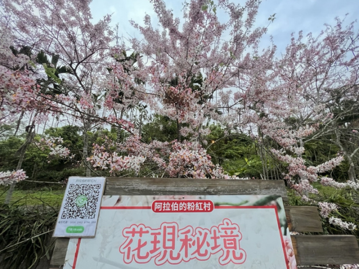 嘉義縣竹崎鄉義隆村長葉志紘綽號「阿拉伯」，發想把故鄉竹崎打造成「粉紅色」，在竹崎公園、166縣道、義隆村（圖）等地區自費種植3000多株會開粉紅花朵的花旗木，耗資新台幣千萬元歷經10年努力夢想成真。