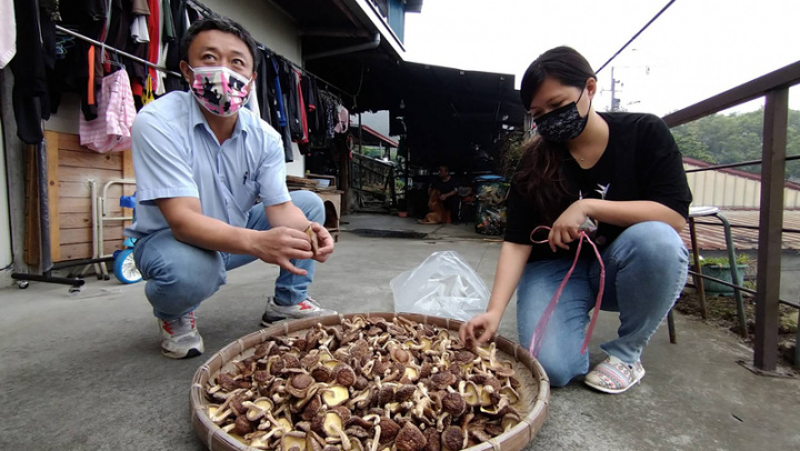 嘉義林管處輔導鄒族發展林下經濟生產「段木香菇」，用疏伐的青剛櫟、楓香等段木種植香菇，阿里山鄉民代表會副主席汪之龍（左）26日表示，段木培養的香菇，香氣、口感都勝過用太空包種的。