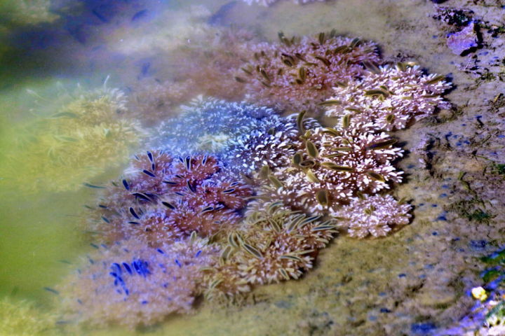 高雄市林園海洋濕地公園明星物種「倒立水母」，已開始增生新生代小水母，歡迎民眾來林園海洋濕地公園觀察各種水母、紅樹林、潮間帶動植物，體驗一場深度生態之旅。（高雄市工務局養工處提供）