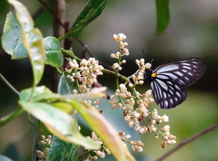 玉山國家公園生態豐富，玉管處7日發表6項保育研究成果，其中以往多在南部園區的截脈絹粉蝶首度在西北園區被記錄，為本島分布最北紀錄。（玉管處提供）