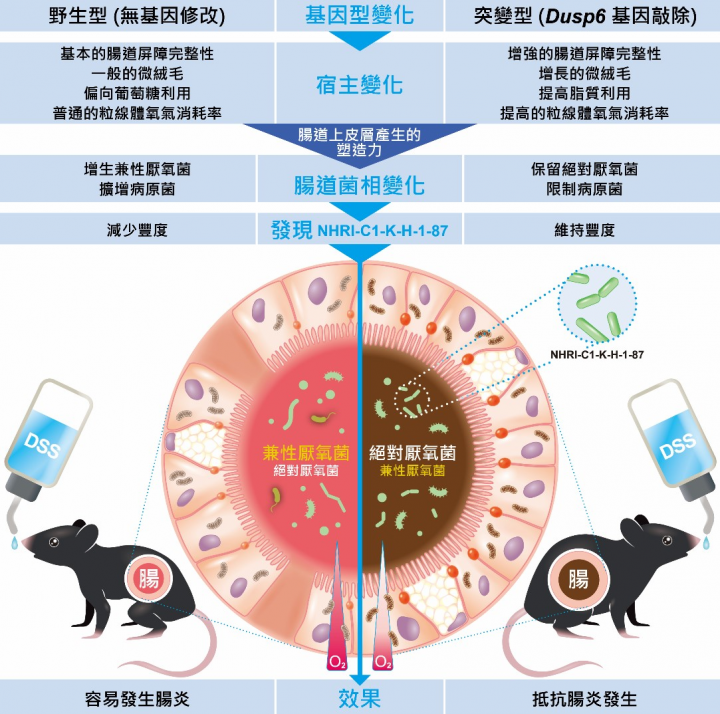 國衛院發現調控腸道屏障及微菌叢平衡的機制