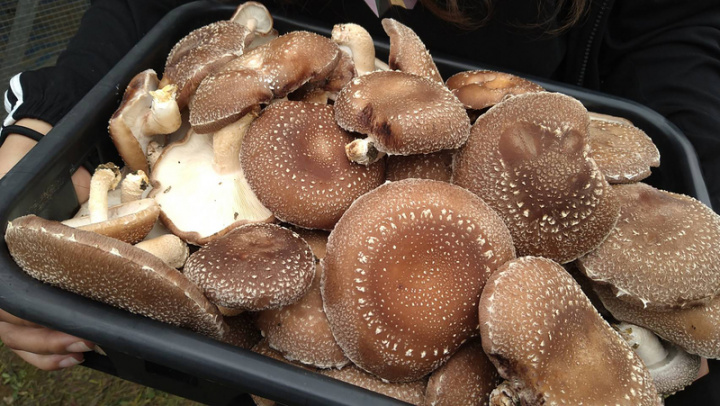 嘉義林管處輔導鄒族發展林下經濟生產「段木香菇」，產品擁有濃郁的香氣、厚實的口感，時常供不應求。