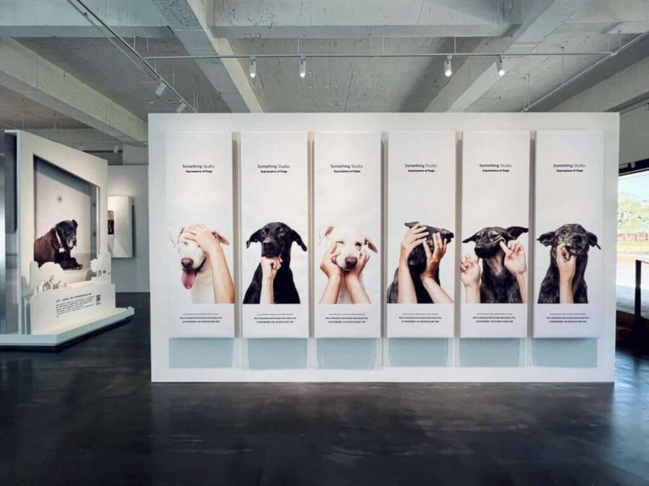 為推廣「領養不棄養」理念，台灣攝影師Yang自2019年免費為等待領養的動物拍照。這次應桃園地景藝術節邀請，展出69件動物攝影作品，集結為「浪我送你回家－中途攝影展」。（三牲工作室提供）