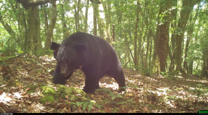 玉山國家公園生態豐富，玉管處7日發表6項保育研究成果，包含公民科學家參與東部園區野生動物調查，協助裝設紅外線相機拍到台灣黑熊（圖）。（玉管處提供）