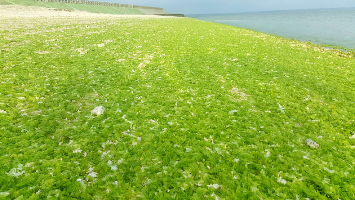 澎湖馬公重光海堤步道岸際最近被大量綠藻覆蓋，讓岸邊宛如一處綠色大草原。澎湖海洋生物研究中心主任謝恆毅表示，這些綠藻是所謂的「石篿」，可能因連日高溫讓水溫逐漸上升，不利生長，導致礁岩上綠藻脫落、隨著海潮漂流，進而被海浪沖上岸。