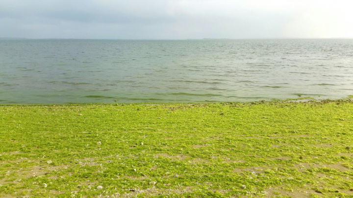 澎湖馬公觀音亭至重光海域的岸際沙灘，有民眾30日發現幾乎都被綠藻覆蓋，綿延約4公里，海水裡還帶有大量藻類，退潮之際就留在岸上，有如一片綠色草原。