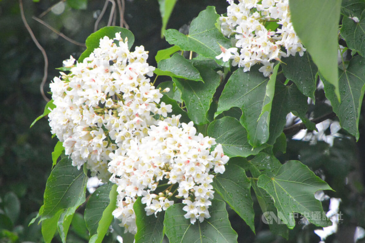 新北市土城自然景觀保護協會22日表示，「微笑山線」以山林為主軸，搭配不同時節與在地特色，推出適合不同年齡層的活動；目前是日賞桐花、夜賞螢的季節，同時搭配「世界地球日」淨山活動，可守護家鄉山林生態並推廣微笑山線。