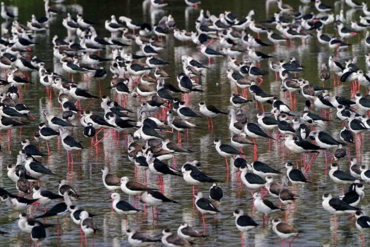 新竹市金城湖賞鳥區高蹺鴴過境，新竹市政府8日指出，高蹺鴴擁有淡紅色的長腳、黑白對比羽色，不論行走或飛行都有如紳士般優雅的姿態，今年到訪上千隻，群起飛舞有如黑白潮，非常壯觀。（新竹市政府提供）