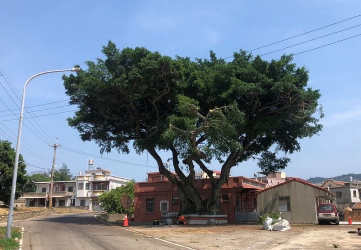 金門縣政府公告51株以榕樹、黃連林居多的樹木為受保護樹木，其中多數為百年以上老樹；公告後價值相當文化資產，非經許可不得任意砍伐、移植或修剪。圖為高坑老榕樹。（金門縣政府提供）