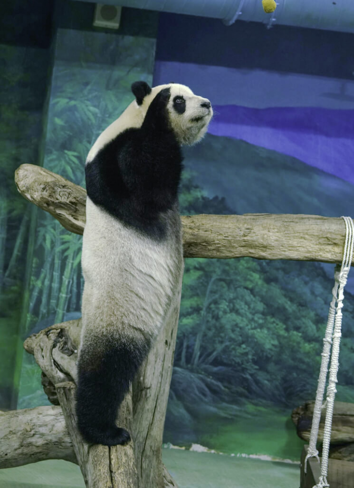 台北市立動物園貓熊館即將整修，園方近期開始對大貓熊們進行減敏訓練，「圓仔」第一次受訓時豎起耳朵想確認音源方向。（台北市立動物園提供）