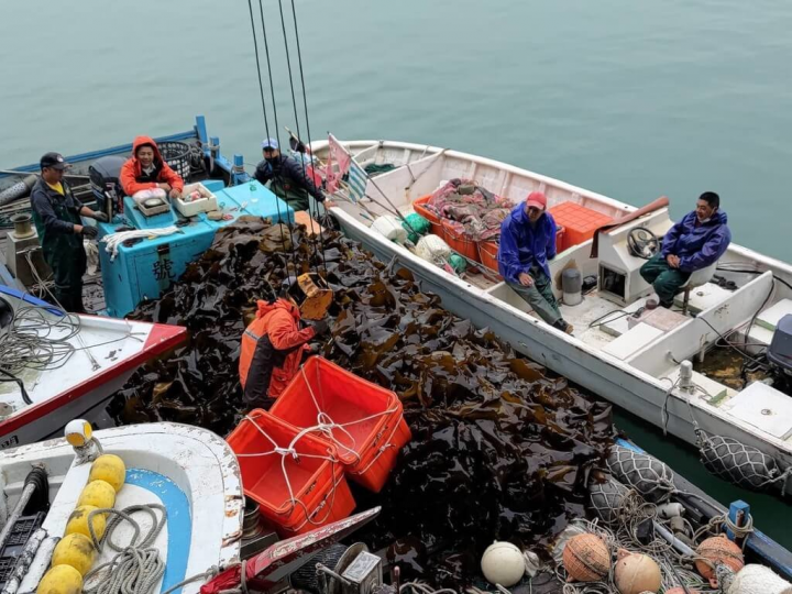 金門縣水產試驗所23日發布新聞表示，今年養殖海帶生長良好，產量豐收，將陸續採收，銷售時間到29日。（金門縣水試所提供）