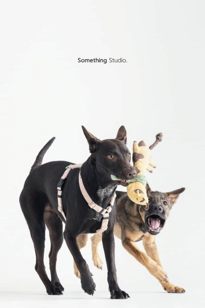 在中途家庭、志工等人引導下，攝影師Yang鏡頭下的動物總能自然展現活力一面而不怕生，右為仍待領養的米克斯「小太陽」。（三牲工作室提供）