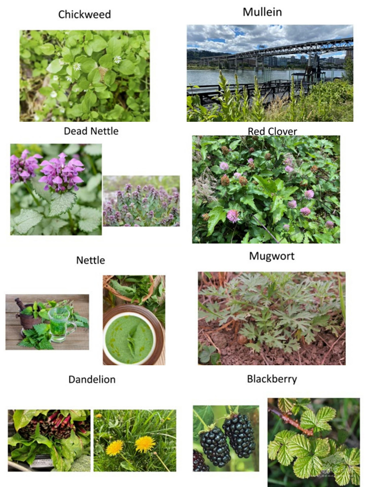 講師透過照片圖片帶領與會者認識分辨十多種後院及野外常見的藥草植物