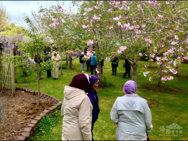 帶領U3A學員前往吳仲義長老的農場賞櫻