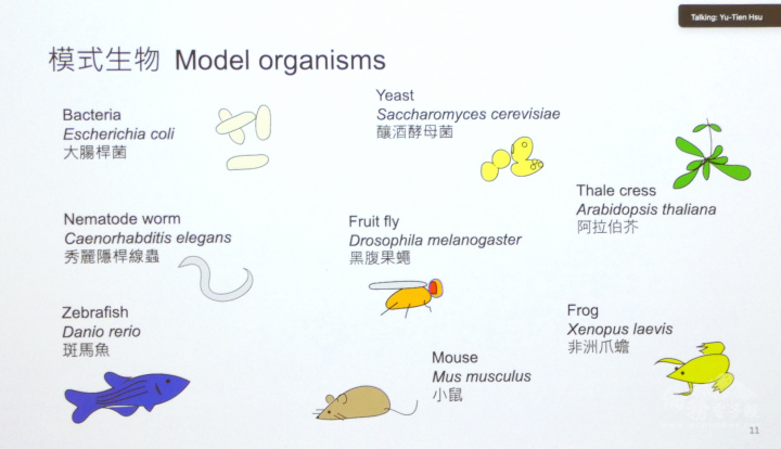 張新瑜整理出來的模式生物圖