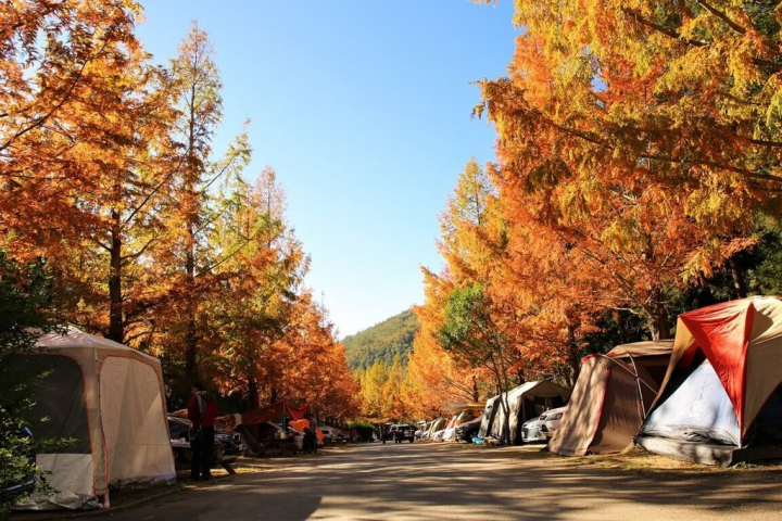 武陵農場美景如畫，不少遊客選擇到露營區露營，武陵農場表示，6月1日將拆除B區39頂空中帳篷，還地於林，周邊也會栽植落羽松、水杉、花海等，提升露營區品質。圖為A區一般營位。（武陵農場提供）