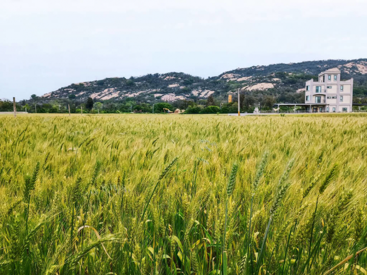 金門縣政府建設處4日表示，前2年金門因受極端氣候影響，年降雨量都未達500公厘，嚴重影響高粱和小麥收成，而今年1至4月累積雨量已接近350公厘，作物生長狀況良好，縣農會評估，今年小麥總產量應可超過450萬公斤。（金門縣政府提供）