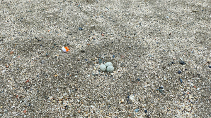 基隆市和平島公園近期有小環頸鴴產卵，園方26日發現有3顆蛋，決定以自然方式將沙灘圍起來，讓小環頸鴴可以順利孵化。（和平島公園及慢島旅提供）