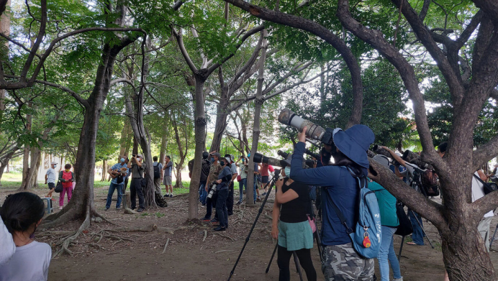 分布於東南亞一帶的鳥類「藍翅八色鳥」29日被鳥友在高雄市中正高工足球場旁樹林發現，訊息在賞鳥圈瘋傳，吸引上百鳥友趕到現場架起「大砲」，盼捕捉藍翅八色鳥風采。（鳥友提供）