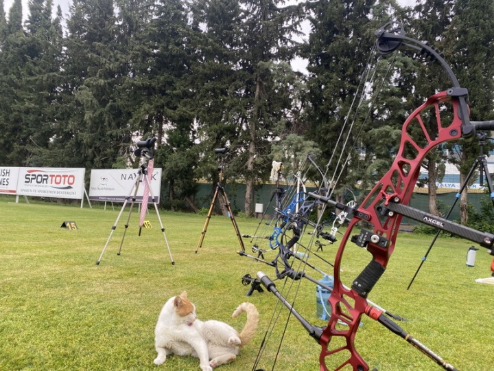台灣射箭代表隊在土耳其比賽及訓練期間，常有貓咪穿梭場地「盯場」或觀賽，令人覺得療癒。
