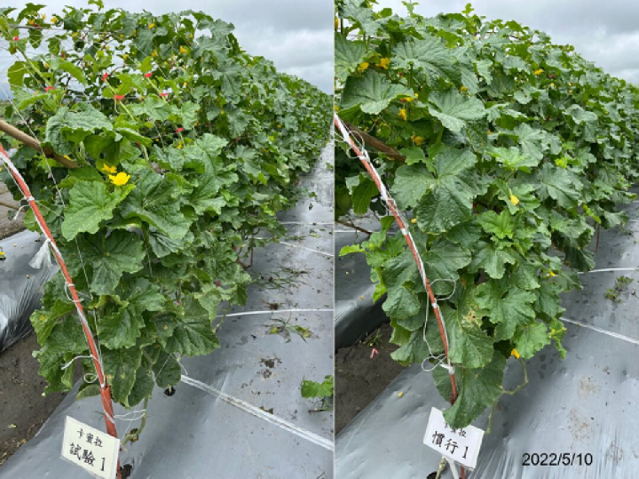 本場試驗區與慣行區的病害防治狀況相近，但化學農藥可減量高達59%