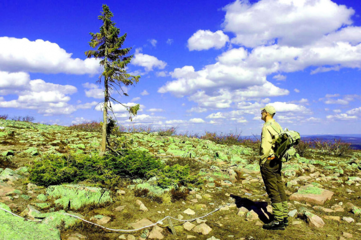 萬年樹瑞Old Tjikko萌發於史前蠻荒時期的最後冰河期，近萬年來，不斷死去的主幹又在原始樹根上重生，樹根年齡高達9550歲，比人類平均壽命長115倍，完整見證人類文明史，被譽為「全世界最老的聖誕樹」。（海鵬影業提供）