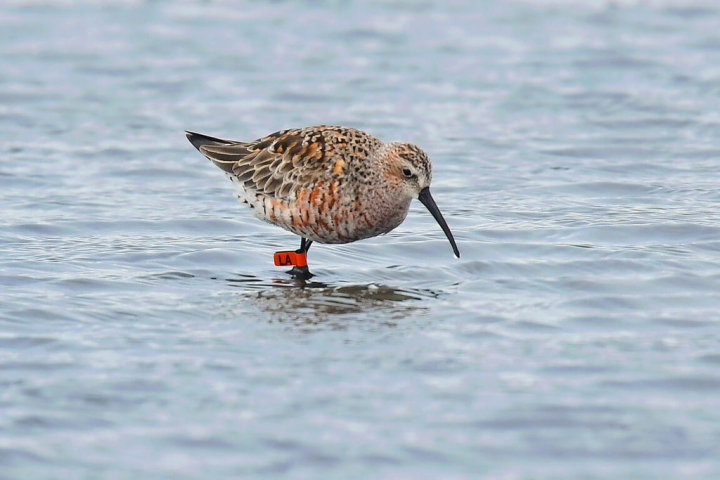 生態攝影家王素滿8日在台南市學甲濕地生態園區拍攝到1隻繫有橘色足旗的候鳥，經確認為澳洲繫放的彎嘴濱鷸。（王素滿提供）