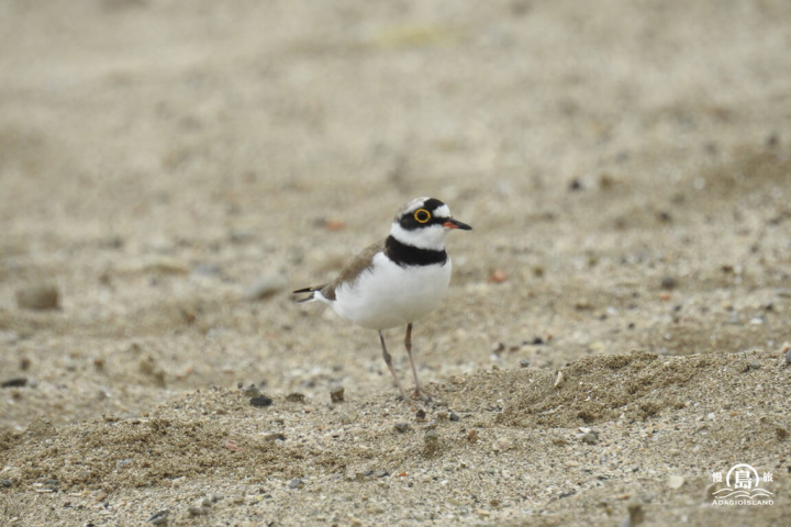 基隆市和平島公園近期迎來小環頸鴴產卵，園方發起「護鳥行動」，呼籲民眾一同守護小環頸鴴。（和平島公園及慢島旅提供）