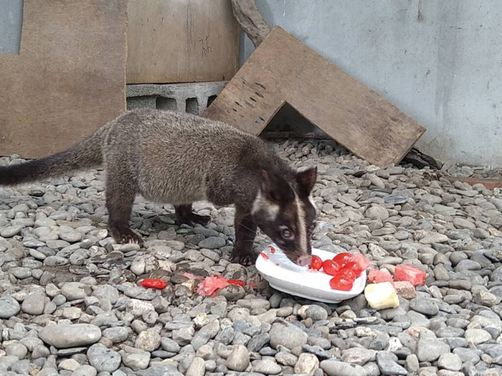 壽山動物園3隻環頸雉與1隻白鼻心，近日交由與園方長期合作的內埔農工照養。白鼻心在新環境享用喬遷水果。（高雄市觀光局提供）