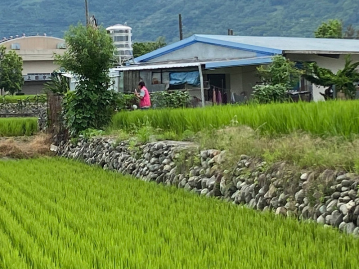 台東水稻正值抽穗至乳熟期，台東區農業改良場提醒農民，已監測部分地區有零星穗稻熱病發生，梅雨過後，恐加劇疫情，甚或影響收成，建議可用藥物防治。